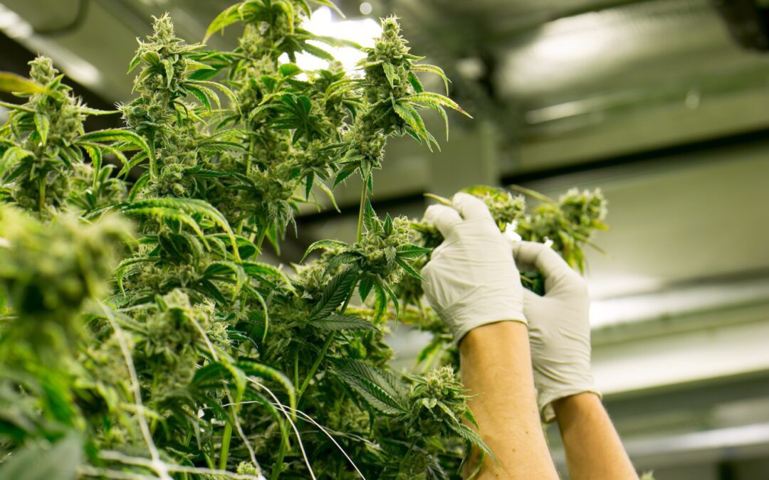 Cannabis Industry Update